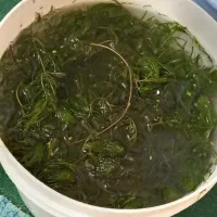 گیاه شویدی|ماهی|یاسوج, |دیوار