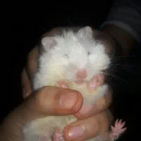 همستر|موش و خرگوش|قم, وادی السلام|دیوار