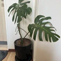 برگ انجیری مانسترا