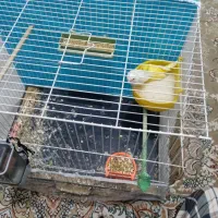 قناری|پرنده|بیرجند, |دیوار