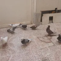 کبوتر سالم عالی|پرنده|رباط‌کریم, الارد|دیوار