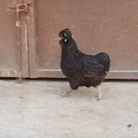 مرغ