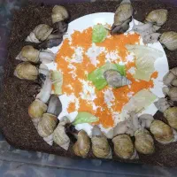 خزنده|خزنده|ارومیه, |دیوار