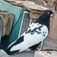 گروه کفتر بازان فولادشهر اصفهان