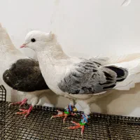 کبوتر پشتی هفترنگ معاوضه با جوجه گیرینچیک