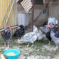 تخم مرغ نطفه دار گلین|حیوانات مزرعه|ری, دیلمان|دیوار