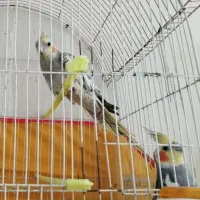 عروس هلندی|پرنده|مشهد, کارگران|دیوار