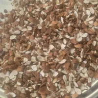مغز شکسته ی هسته ی زرد آلو شیرین
