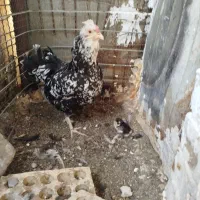 تخم نطفه دار گلین|حیوانات مزرعه|اسلامشهر, مطهری|دیوار