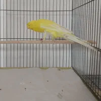 قناری رسمی بلند خونگی|پرنده|یزد, |دیوار