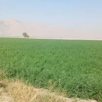 11هکتار یونجه پرس|لوازم جانبی حیوانات|شیراز, بید زرد|دیوار
