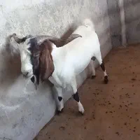 بز نر پازن درجه یک بهترین نژاد