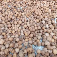 فروش گردو