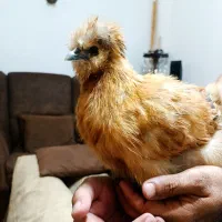 مرغ ابریشمی اصیل پنج اتگشتی