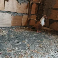 مخمل زرد و کله سرخ و سینه سیاه|پرنده|شیراز, شهرک گلها|دیوار