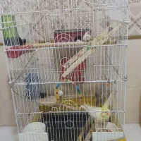 یک جفت عروس و یک جفت فنج باقفس