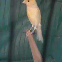 قناری ماده