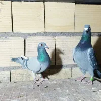 کفتر|پرنده|یزد, |دیوار