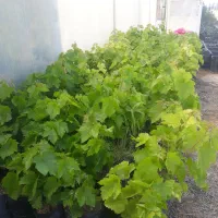 نهال انگور و انجیر و گل|گل و گیاه طبیعی|شیراز, رکنآباد|دیوار