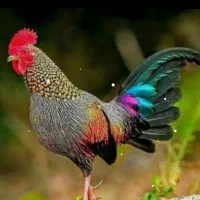 خریدار پرنده