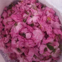 گلاب اصل و سنگین خانگی