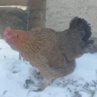 یک عدد مرغ تخم گذر