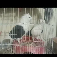 جفت دوکتی .پشت سیاه کاکلی فر نر هومر .