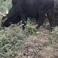 ورزا چالوسی دو ساله|حیوانات مزرعه|رشت, لاکان|دیوار