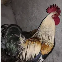 تعداد ۲۰ عدد خروس کردی اصل|حیوانات مزرعه|گوآور, |دیوار