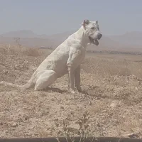 سگ گمشده|سگ|آبکوه, |دیوار