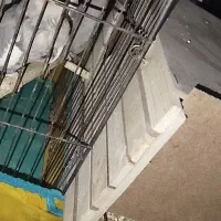 عروس هلندی نر ماده مولد با جوجه