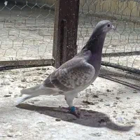 کبوتر پوست پیازی . غوره . ابلغ|پرنده|وحدتیه, |دیوار