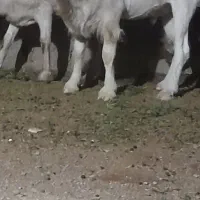 تعداد۵عددگیسه. ویک تکه سانن اصل