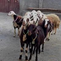 بره ماده عتیقه|حیوانات مزرعه|بروجرد, |دیوار