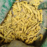 ادویه جات خوشه