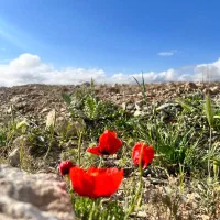 مسئول پذیرش