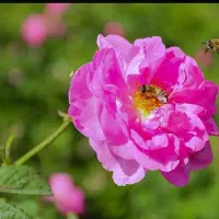 گلاب اصل خالص