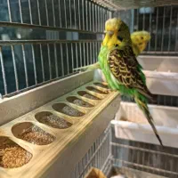 مرغ عشق انگلیسی تعداد