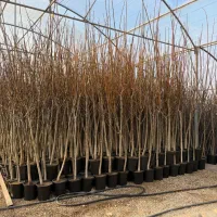 نهال درخت میوه گردو خوشه ای