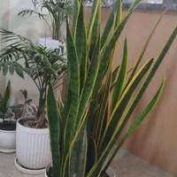 کیا سانسوریا|گل و گیاه طبیعی|تهران, زهتابی|دیوار