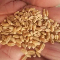 جو و گندم بذری|خدمات باغبانی و درختکاری|گمیشان, |دیوار