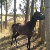 مادیان کرد