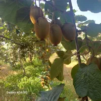 کیوی هایوارد چیدنی