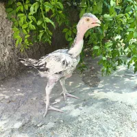 فروش ۷عدد مرغ و خروس