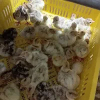 جوجه بوقلمون بوربون یکروزه