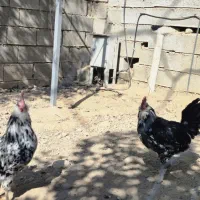 خروس گلین|حیوانات مزرعه|شیراز, کودیان|دیوار