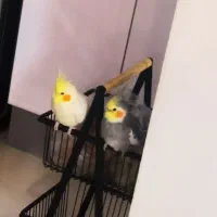 عروس هلندی نر و ماده