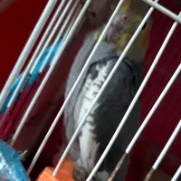 سه تا جوجه عروس تازه دونه خور شدن. نژاد سیامون