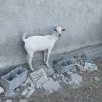 بزفروشی|حیوانات مزرعه|میناب, |دیوار