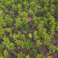 گیاه شمشاد طلائی|خدمات باغبانی و درختکاری|تهران, وردآورد|دیوار